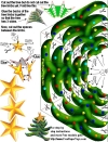 Christmas Tree Paper Model Pattern